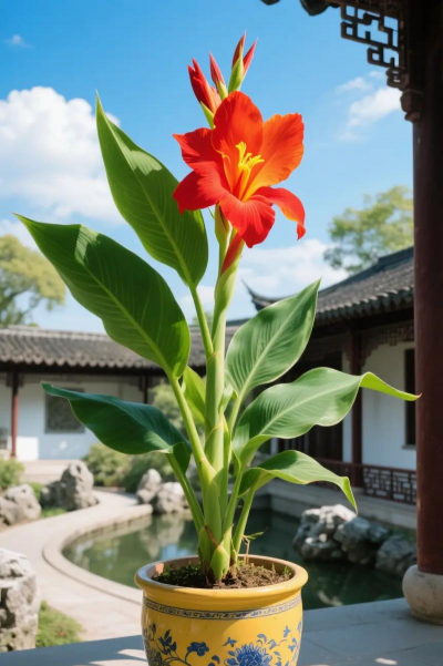 观花植物植物有哪些 观花植物植物有哪些