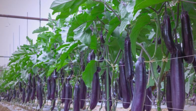 夏秋茬茄子高产栽培