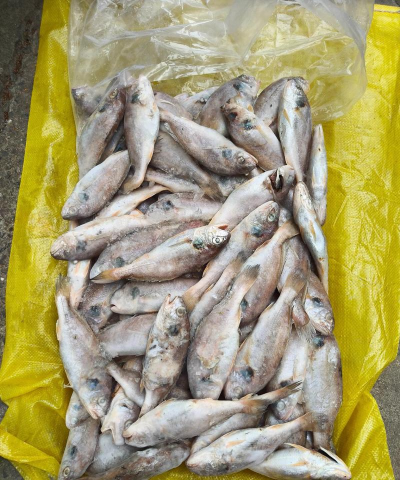 什么鱼叫水果鱼