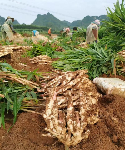 广西姜是什么品种