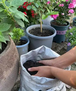 家庭养花用生根粉