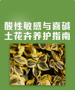 碱土养花技巧