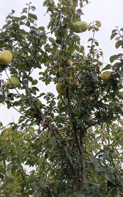 木瓜海棠是什么树