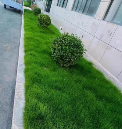 河北草坪草种什么好