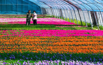 中国草花基地有哪些