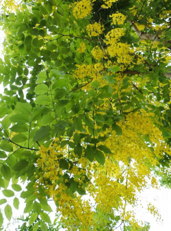 总状花序的树有哪些