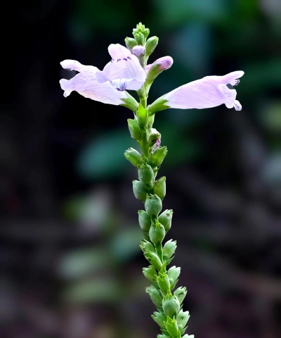 节节高花像什么