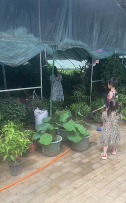 家庭养花用生根粉