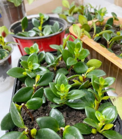 家庭养花用生根粉