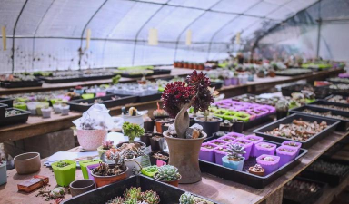 家庭养花用生根粉