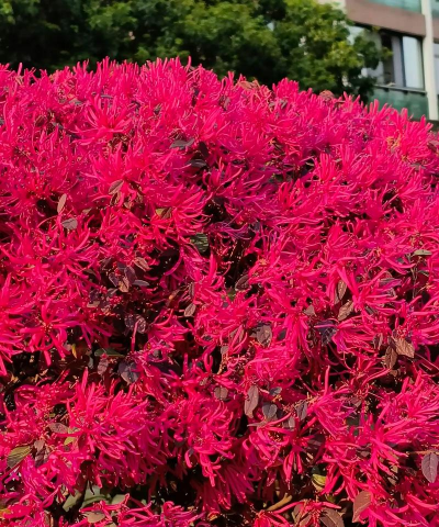 红花继木有哪些作用