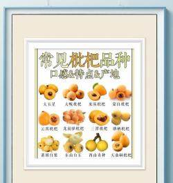 枇杷科属有哪些品种