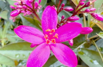 家庭养花用生根粉