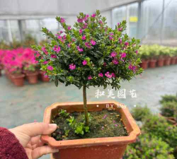 三季植物有哪些