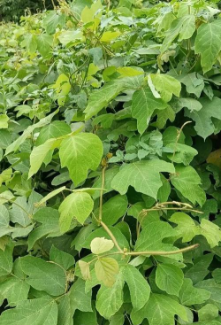 葛根植物有哪些种类