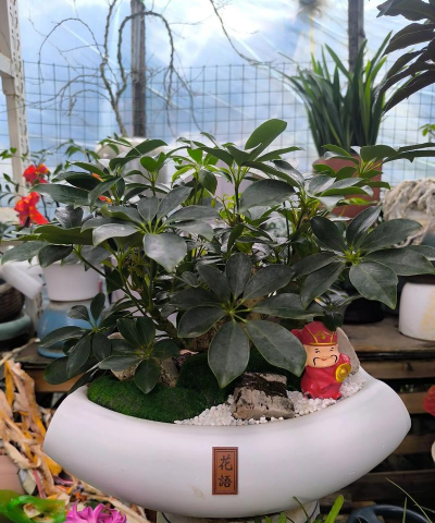 家庭养花用生根粉