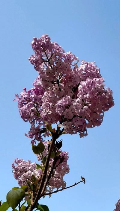 呼和浩特的市花有哪些