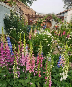 家庭养花用生根粉