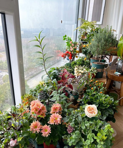 家庭养花用生根粉