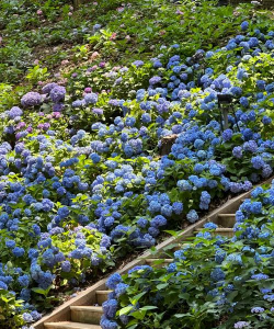 南昌夏季种什么花