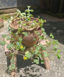 家庭养花用生根粉