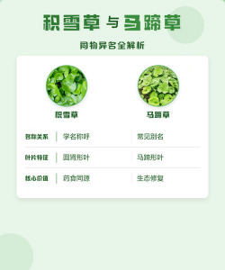 积雪草有哪些别名