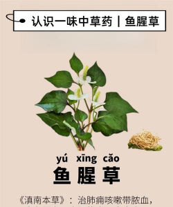 一什么鱼腥草