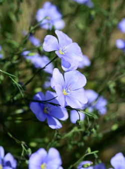 亚麻草是什么蓝色