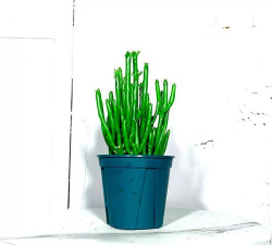 青珊瑚用什么盆栽