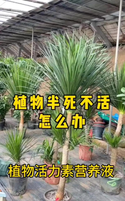 家庭养花用生根粉