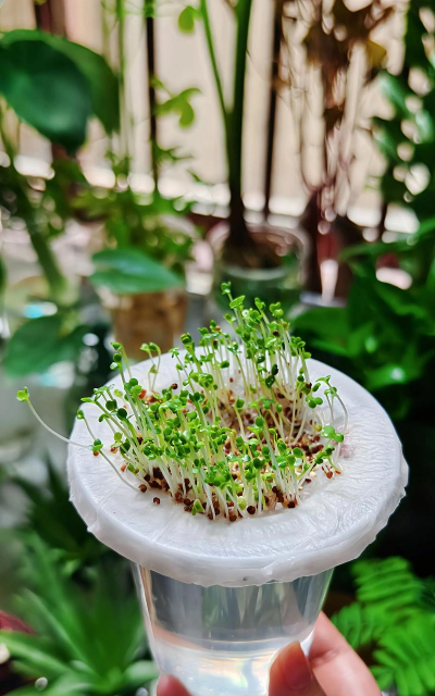 家庭养花用生根粉