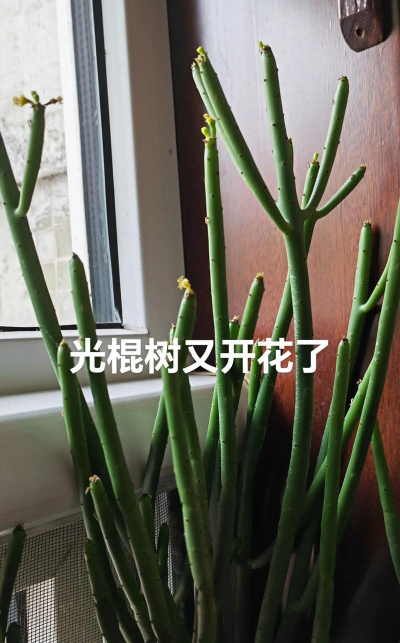 光棍树花有哪些颜色