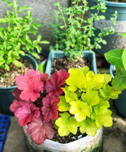 家庭养花用生根粉