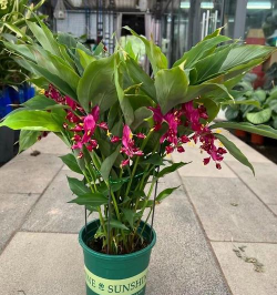 姜花用什么种的