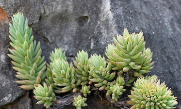 玉珠帘是什么科