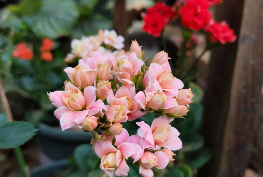 家庭养花用生根粉