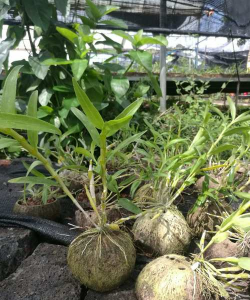 海南盆栽石斛种苗有哪些