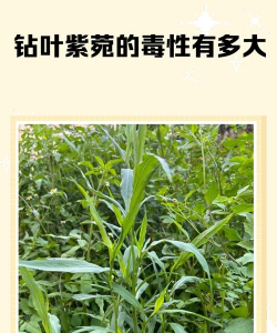 紫菀叶子有什么危害