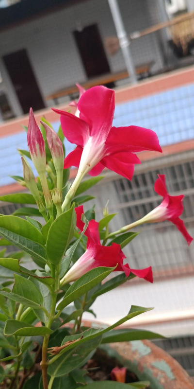 飘香藤花颜色有哪些