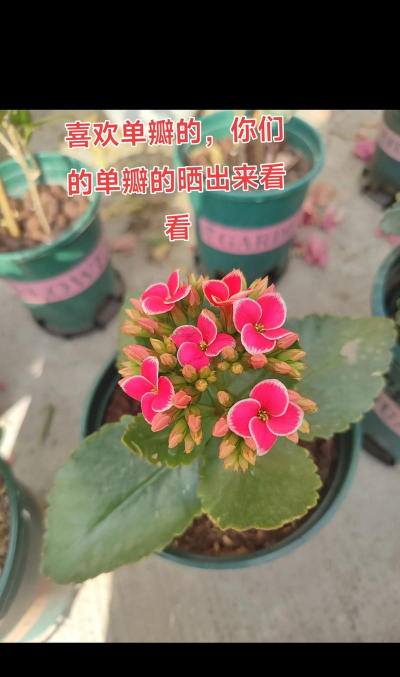 养花单数双 养花单数双