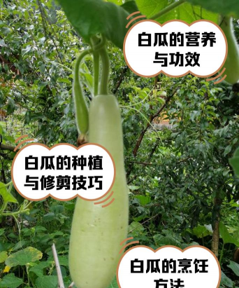 白色的瓜有哪些种类