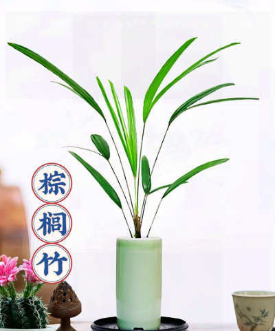 棕竹还是什么竹