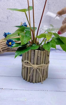 家庭养花用生根粉