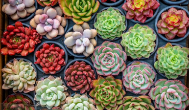 杭州多肉市场有哪些