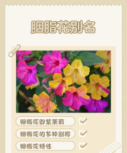 胭脂花的名字有哪些