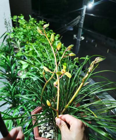 家庭养花用生根粉