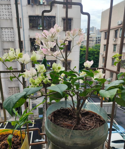 家庭养花用生根粉