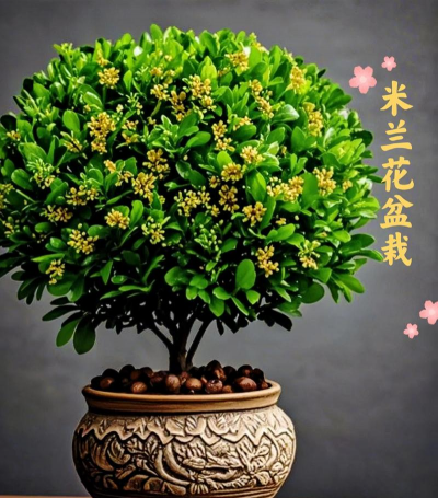 米兰花什么上盆栽