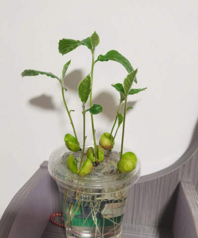 家庭养花用生根粉