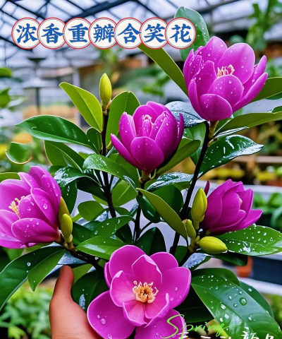 家庭养花用生根粉